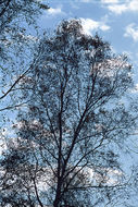 Image of <i>Betula platyphylla</i>