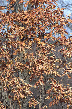 Image of Mongolian Oak