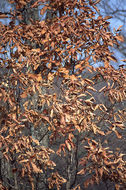 Слика од Quercus mongolica Fisch. ex Ledeb.