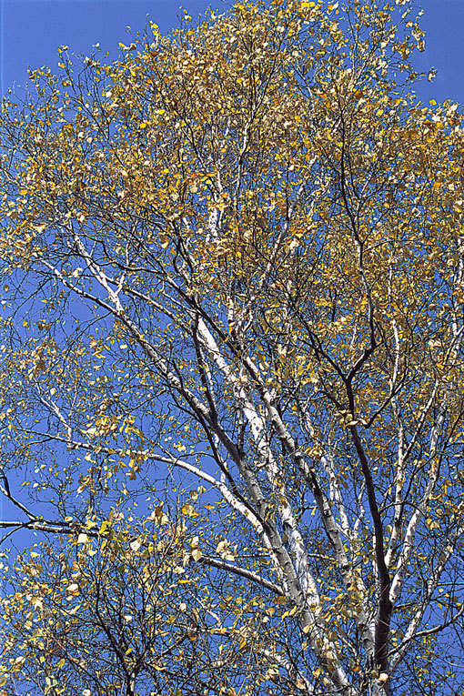 Image of <i>Betula platyphylla</i>