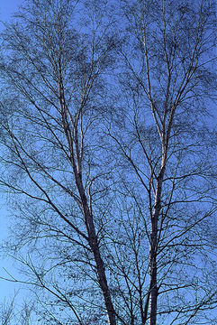 Imagem de <i>Betula platyphylla</i>