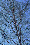 Image of <i>Betula platyphylla</i>