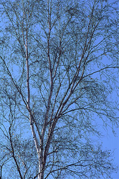 Imagem de <i>Betula platyphylla</i>