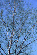 Image of <i>Betula platyphylla</i>