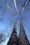 Image of <i>Betula platyphylla</i>