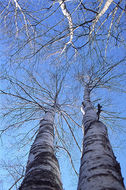 Image of <i>Betula platyphylla</i>