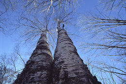 Image of <i>Betula platyphylla</i>