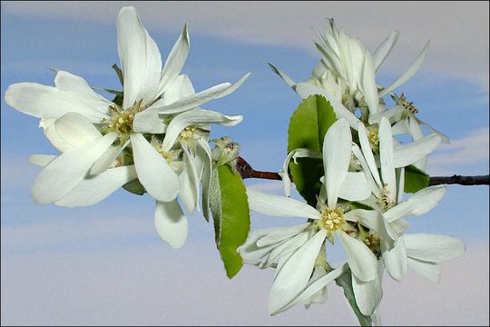 Image of Snowy Mespilus