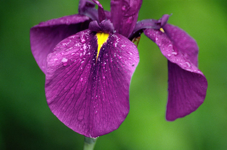 Image of Japanese iris