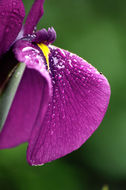 Image of Japanese iris
