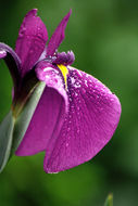 Image of Japanese iris