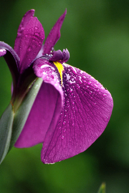 Image of Japanese iris