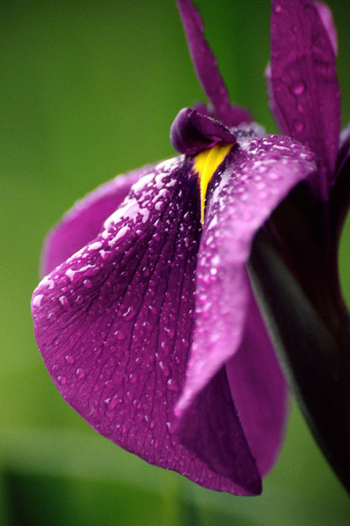 Image of Japanese iris