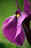 Image of Japanese iris