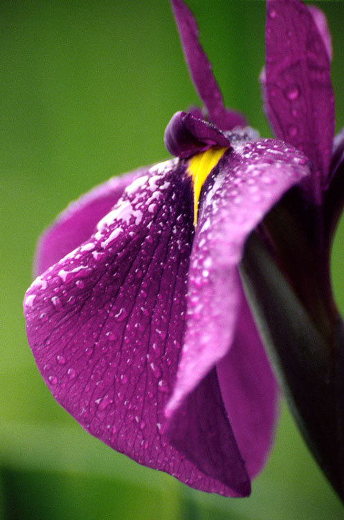 Image of Japanese iris