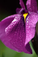 Image of Japanese iris