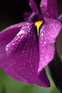 Image of Japanese iris