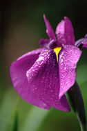 Image of Japanese iris