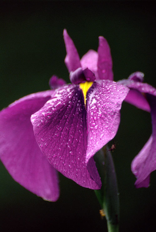 Image of Japanese iris