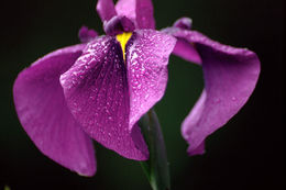 Image of Japanese iris