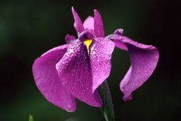 Image of Japanese iris