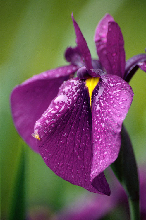 Image of Japanese iris