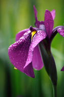 Image of Japanese iris