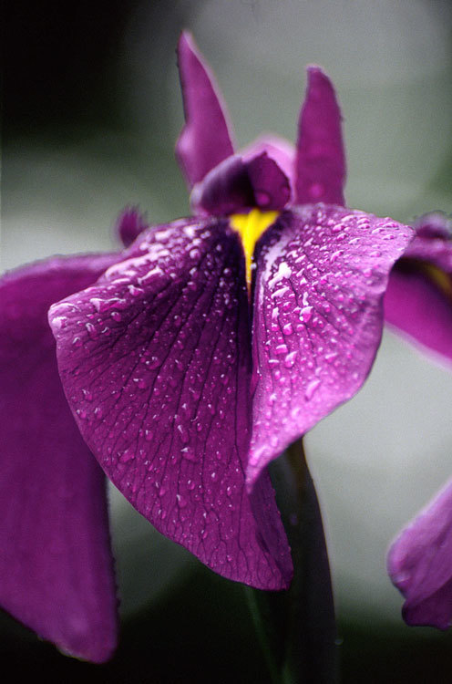 Image of Japanese iris