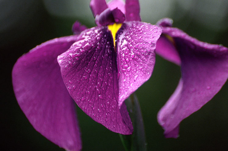 Image of Japanese iris