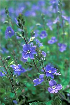 Image of bird's-eye speedwell