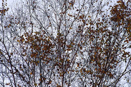 Image of <i>Betula platyphylla</i>