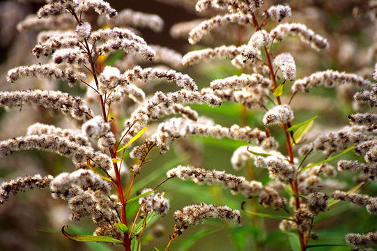 Image of Canada goldenrod