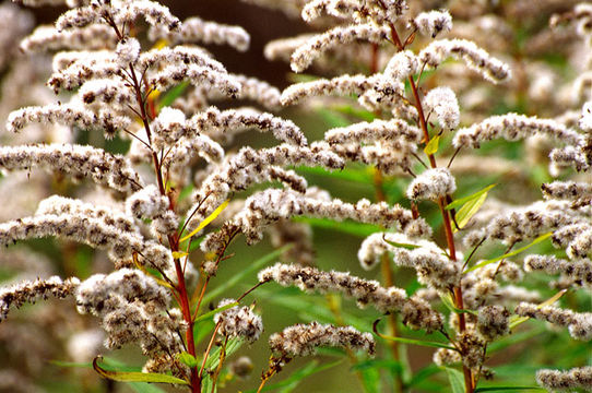 Image of Canada goldenrod