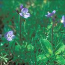 Image of leafless-stemmed speedwell