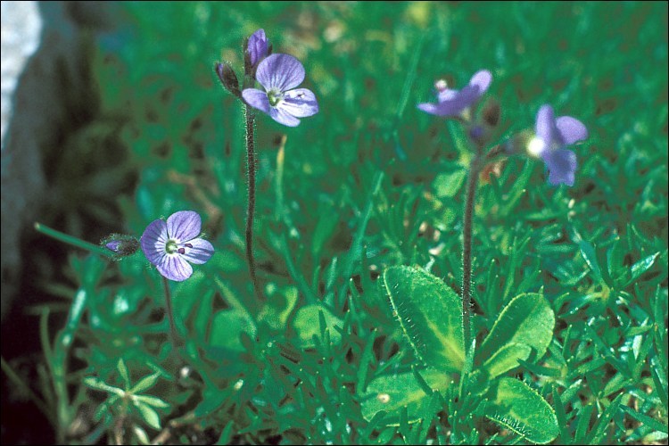 Image of leafless-stemmed speedwell