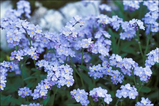 Image of Alpine forget-me-not