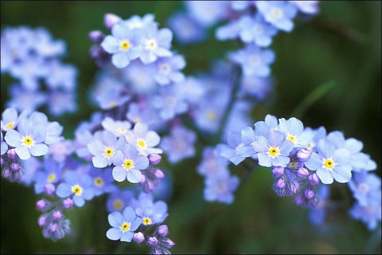 Image of Alpine forget-me-not