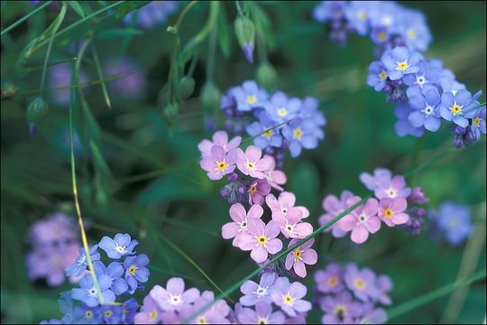 Image of Alpine forget-me-not