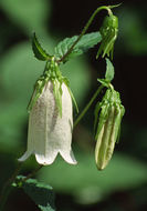 Image of spotted bellflower