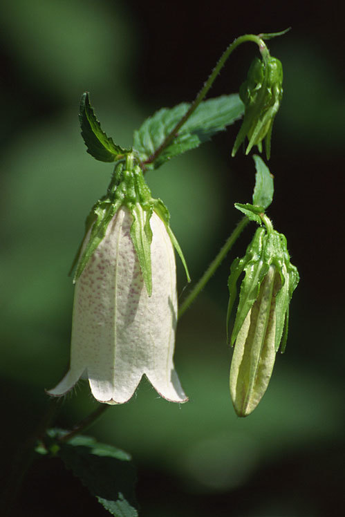 Image of spotted bellflower