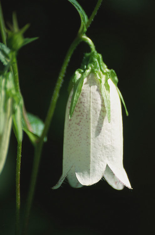 Image of spotted bellflower