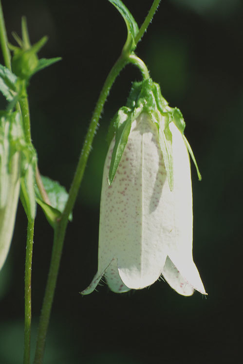 Image of spotted bellflower