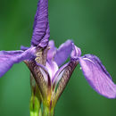 Image of beachhead iris
