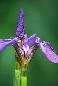 Image of beachhead iris