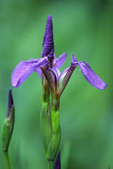 Image of beachhead iris