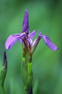 Image of beachhead iris