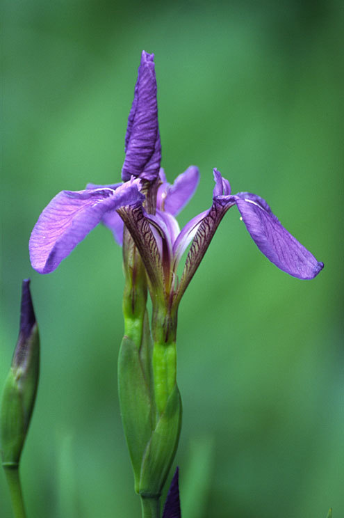 Image of beachhead iris