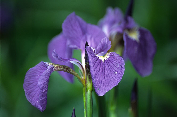 Image of beachhead iris