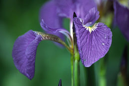 Image of beachhead iris