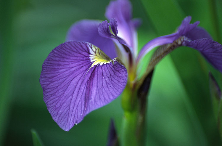 Image of beachhead iris